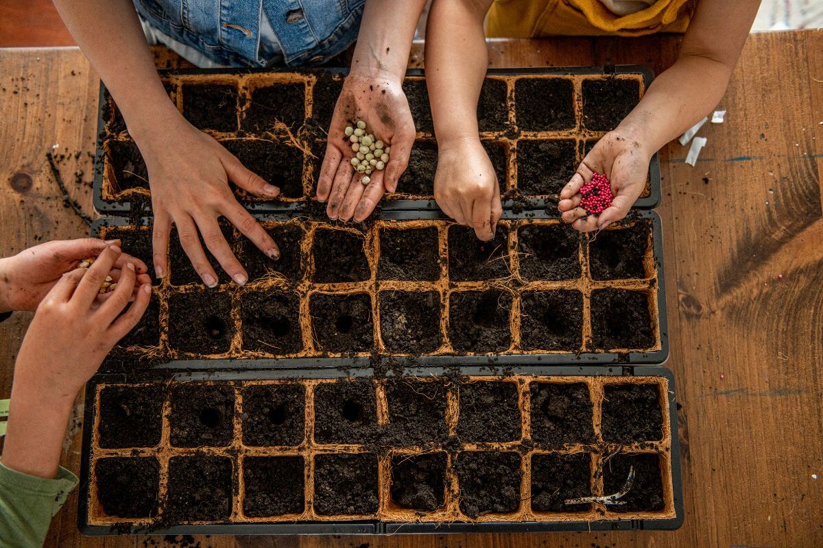 Hands planting seeds into soil-filled trays on a wooden table.