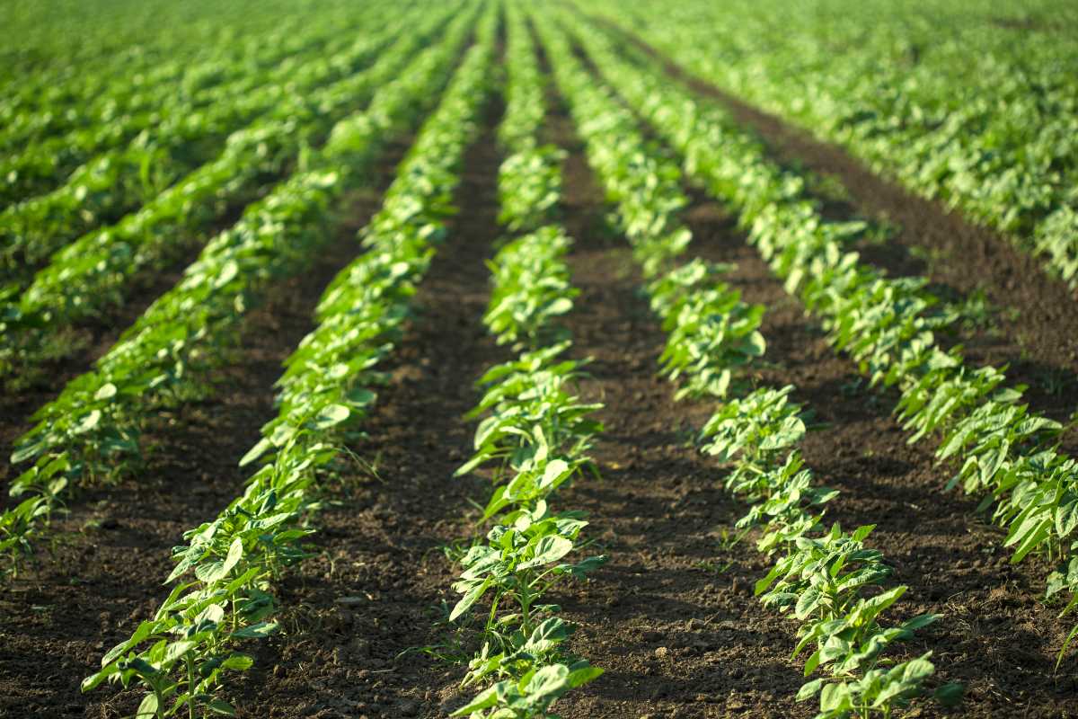 Rows of young green plants grow in a field, with rich brown soil visible between the rows.