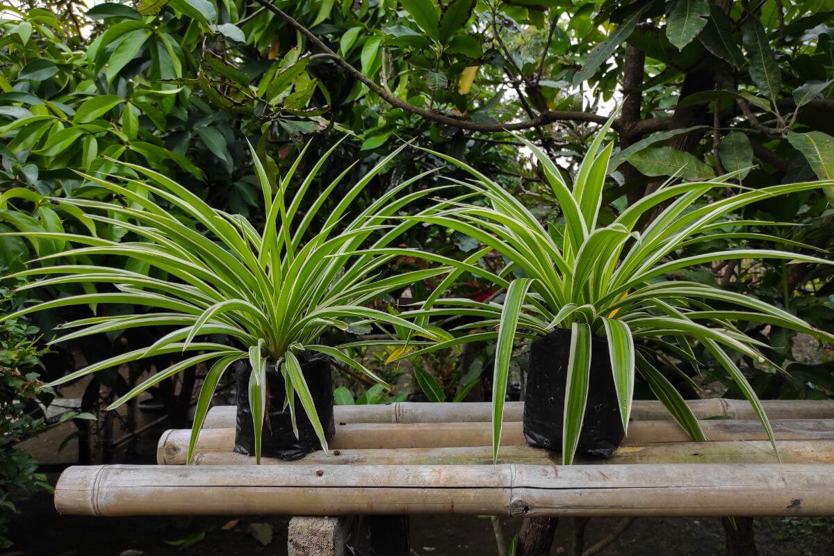 Two potted spider plants with long, arching green leaves featuring white stripes are placed on a bamboo bench.