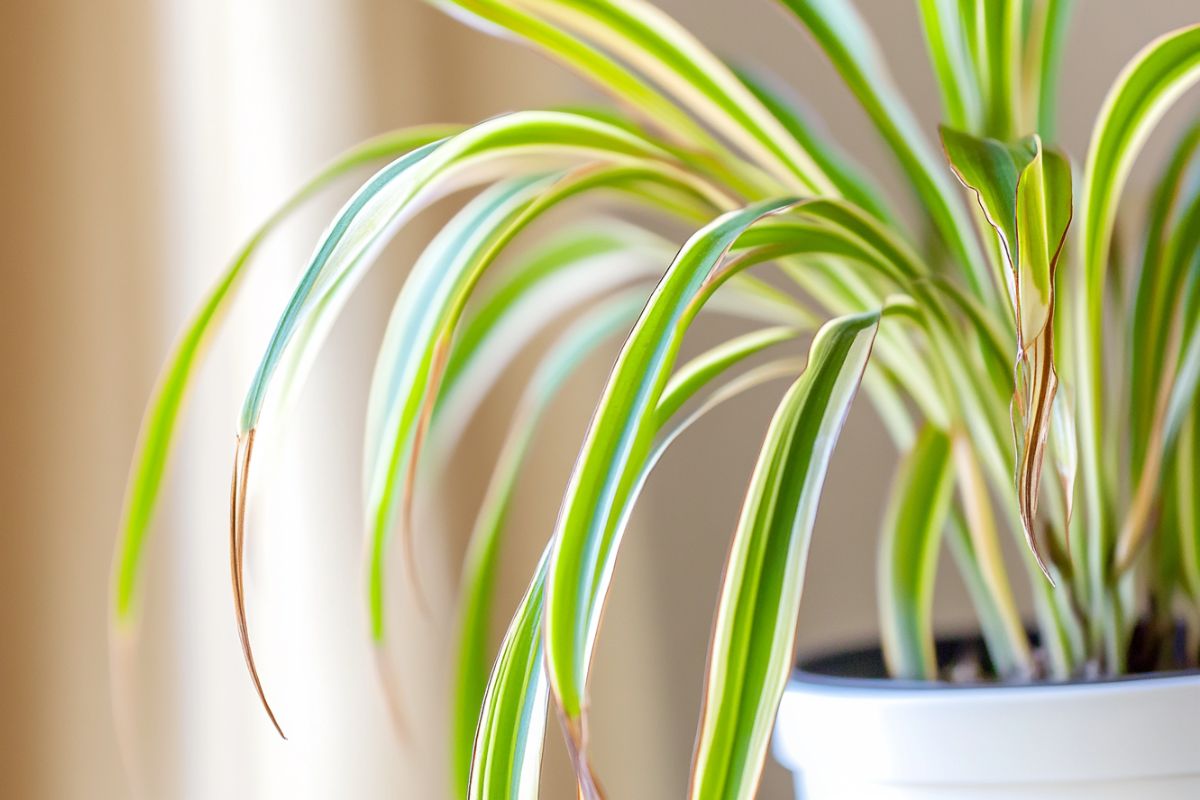 Close-up of a potted spider plant with long, arching green leaves that have white stripes. The tips of some leaves are slightly brown.