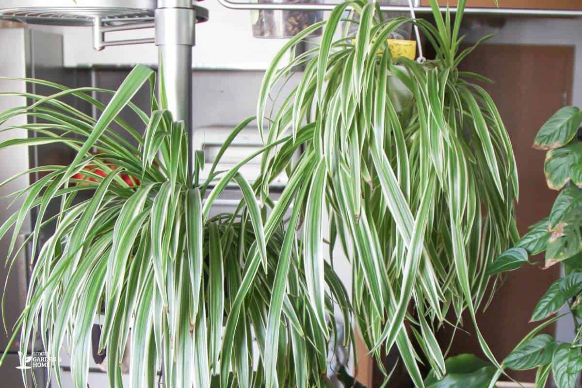 Spider Plant With Drooping Leaves Due to Inappropriate Light