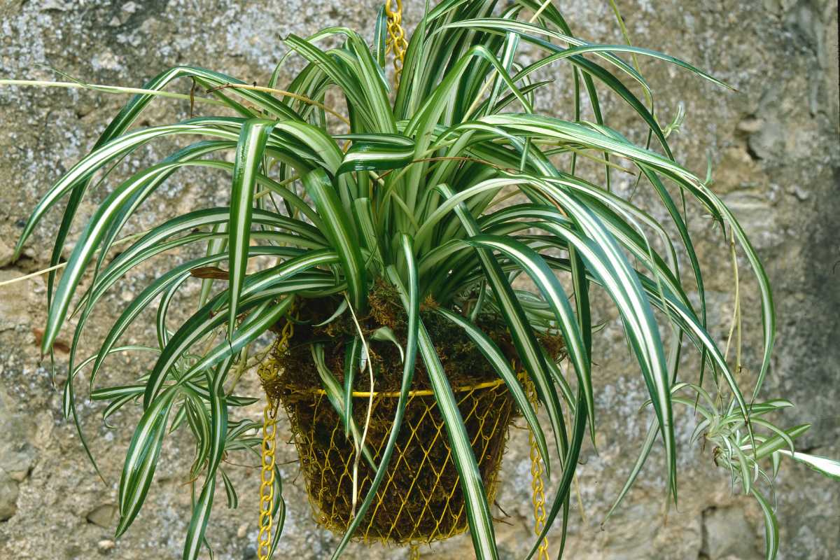 A spider plant with long, arching green leaves featuring white stripes is hanging in a yellow netted pot. 