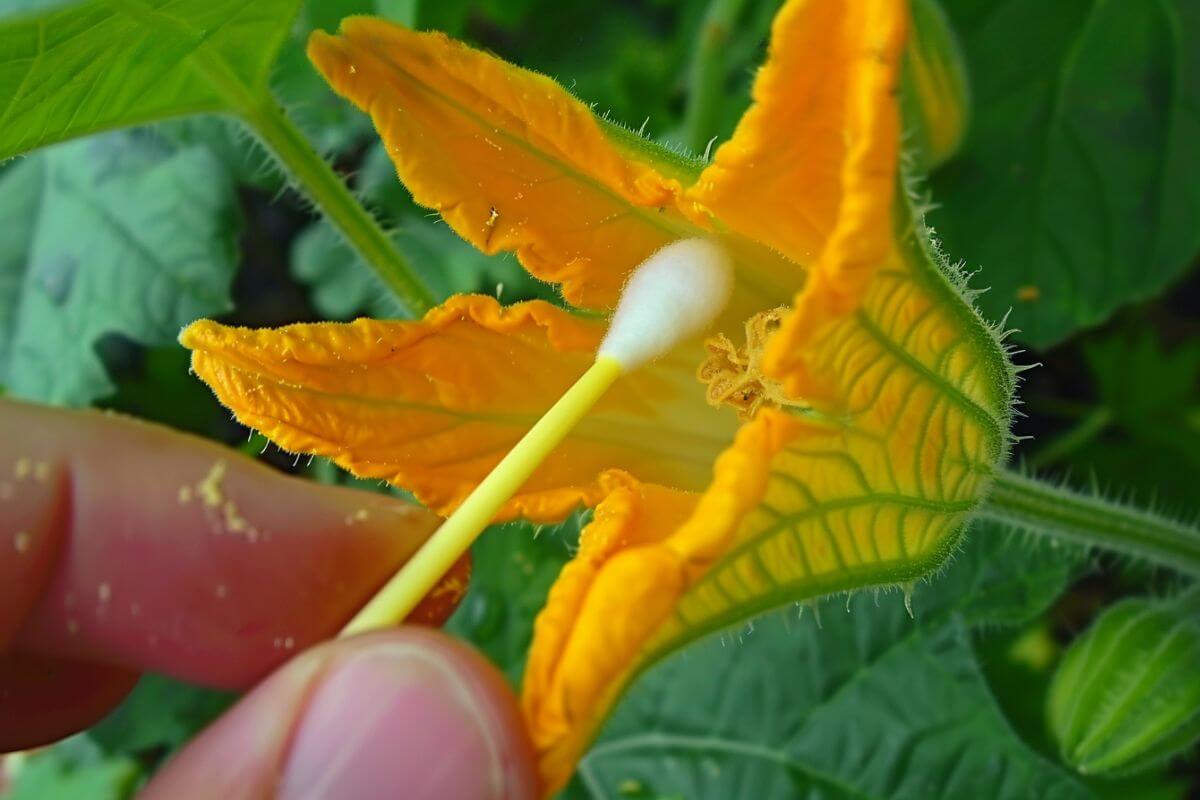 A hand holding a cotton swab is pollinating a bright yellow squash blossom. The flower's petals are vibrant and slightly curled, revealing its stamen.