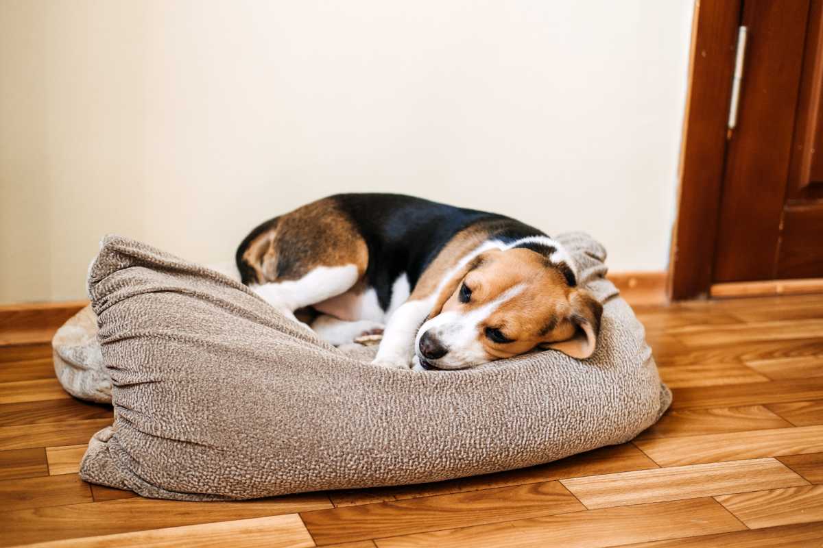 A beagle recovering from peace lily ingestion is resting on a beige-colored dog bed.