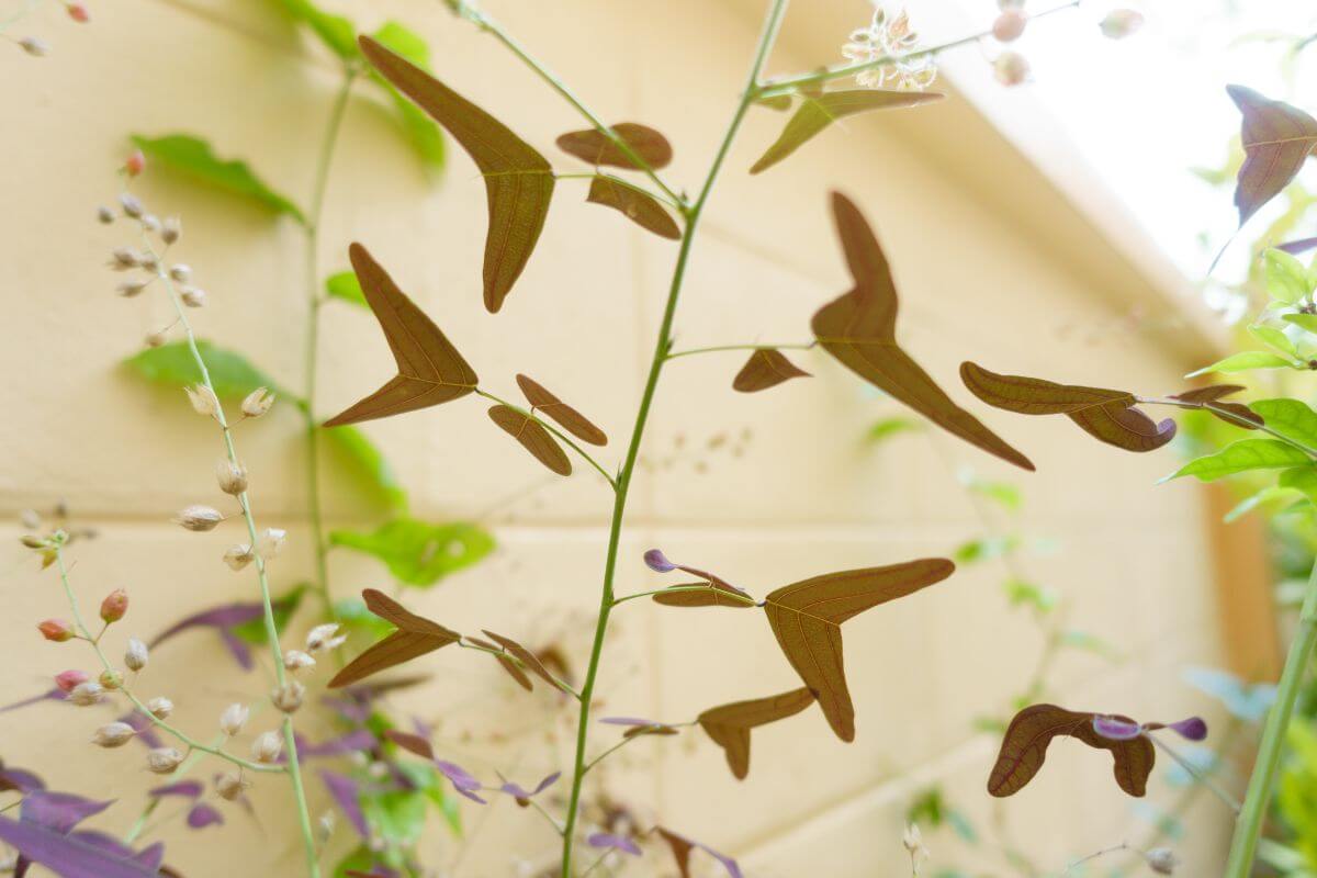 Swallowtail plant with seed pods against a yellow wall.