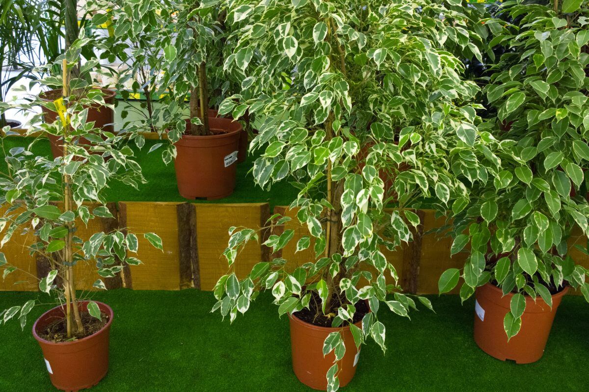 Several potted ficus plants with variegated leaves arranged on a green surface.