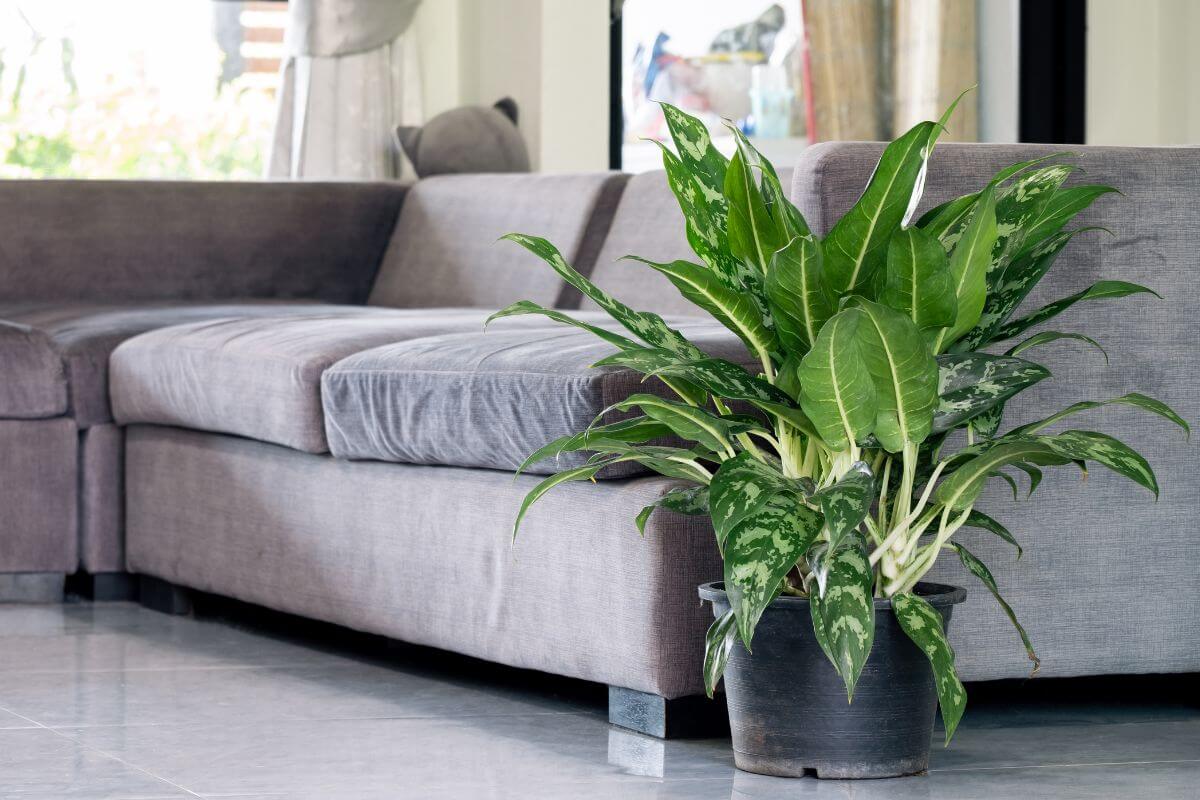 A cozy living room with a grey sectional sofa and a large Chinese evergreen potted plant on a polished floor. 