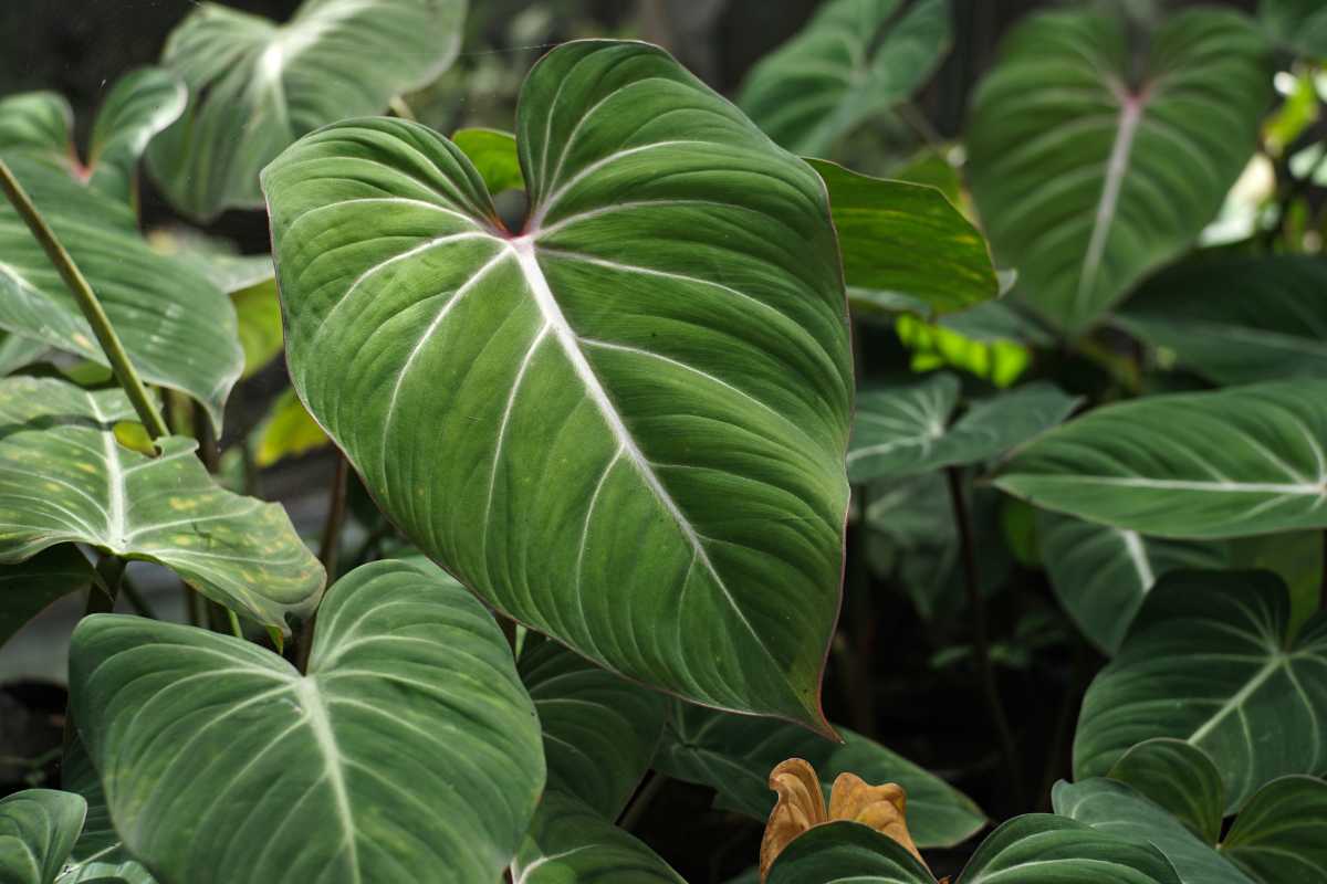 A cluster of lush Philodendron gloriosum, basking in soft, natural light. 