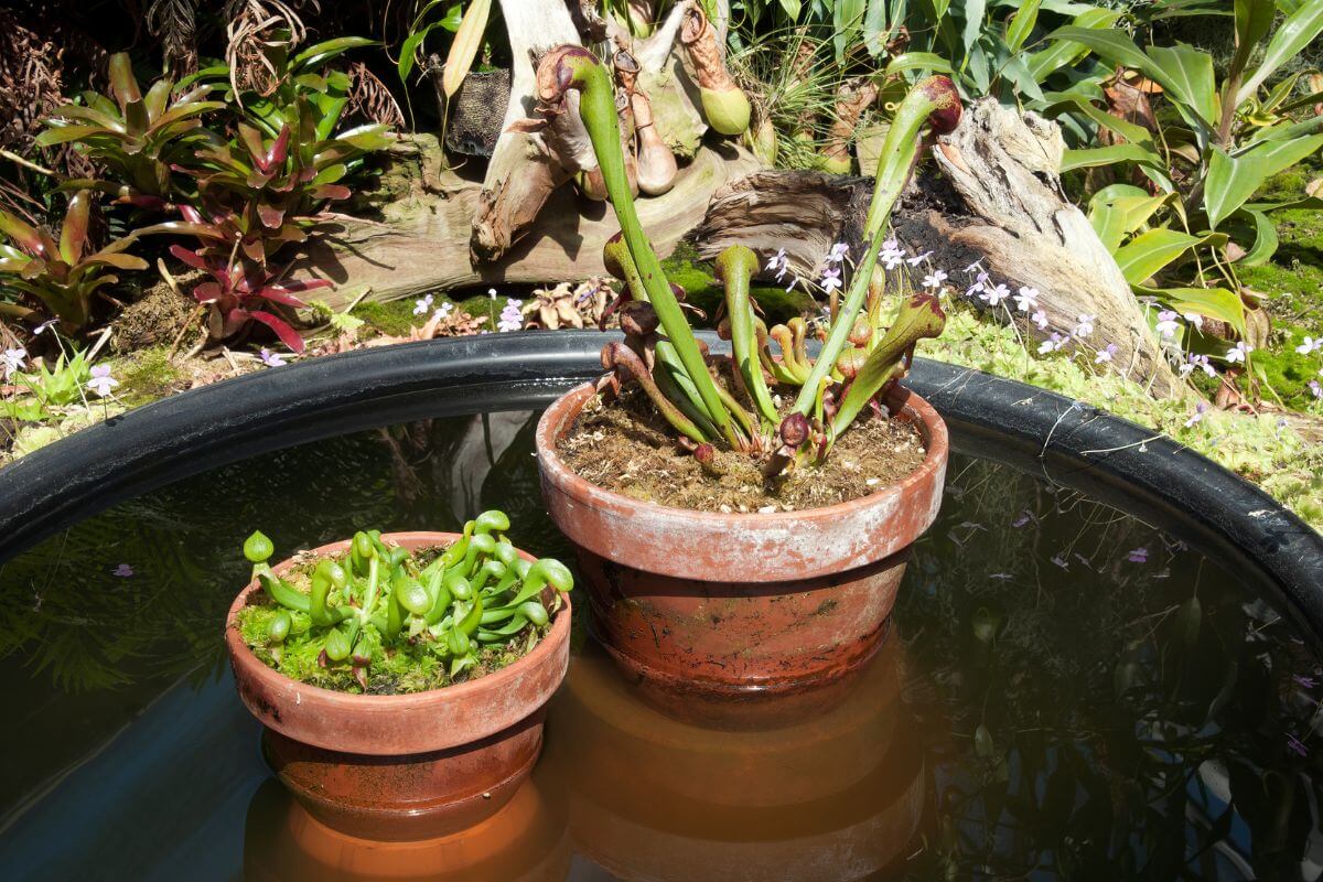 Two potted pitcher plants sit in a shallow garden pond.