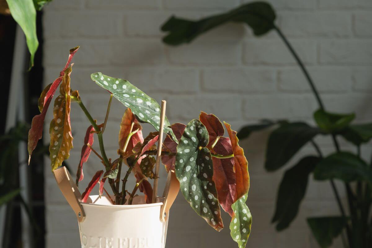 A potted Begonia maculata with spotted green leaves sits in a white container.