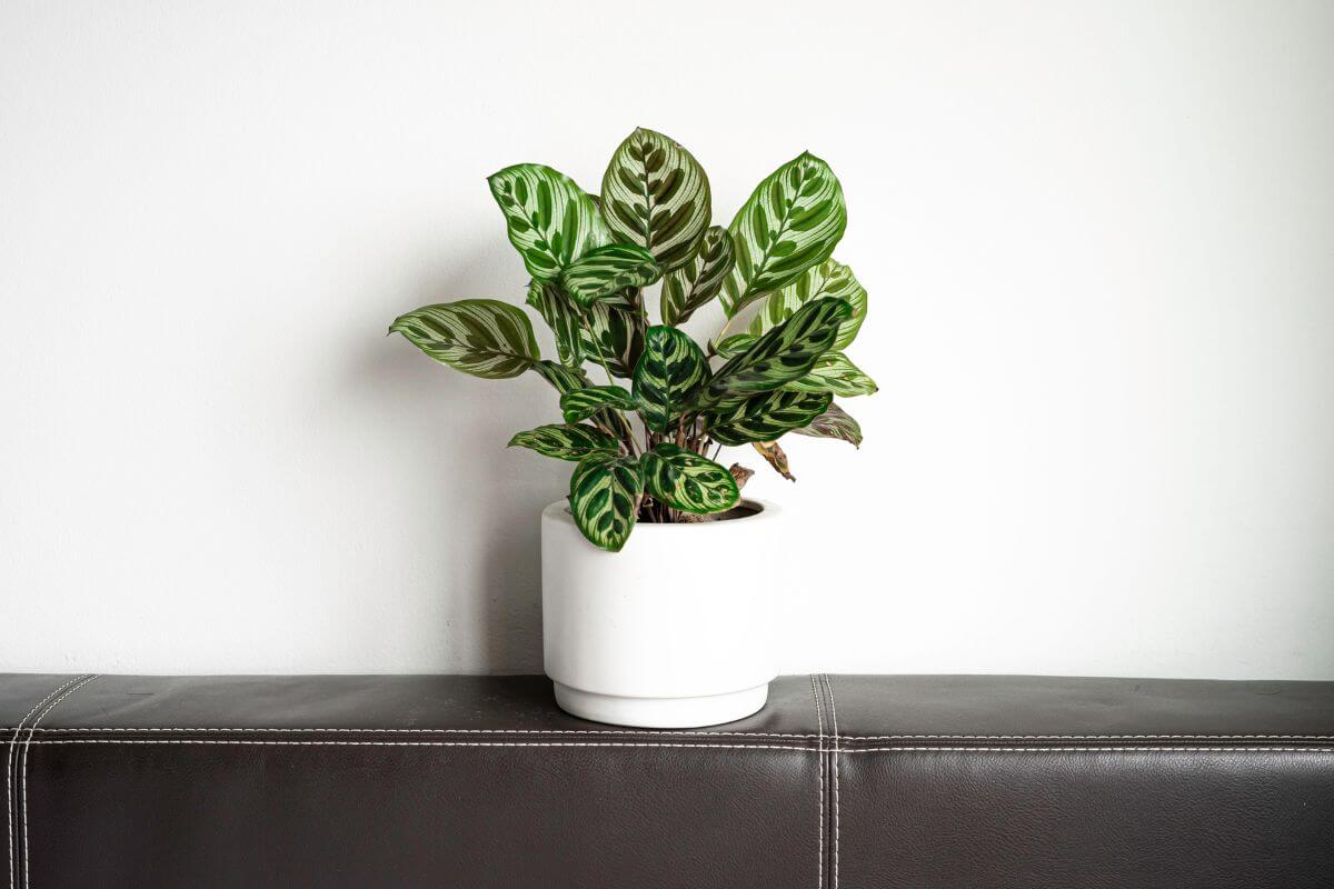 A green potted calathea plant with uniquely patterned leaves sits on the back of a dark brown sofa. The plant pot is a simple white ceramic, and the background is a plain white wall.