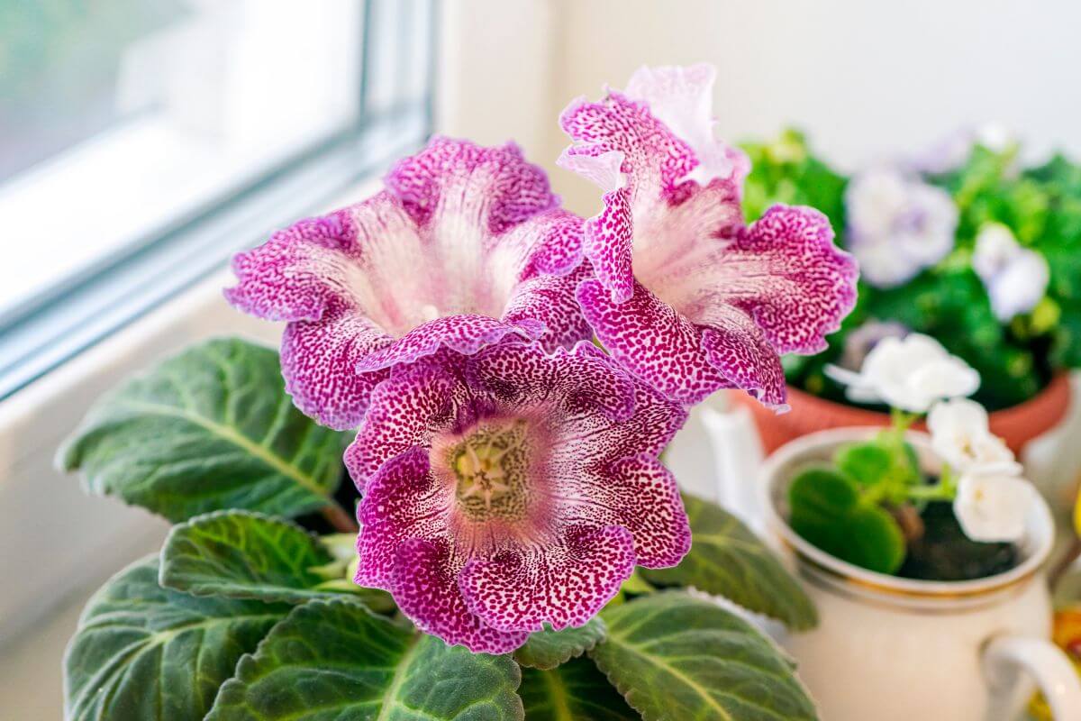 Close-up view of a gloxinia plant with vibrant purple flowers featuring white-speckled patterns, placed on a windowsill.