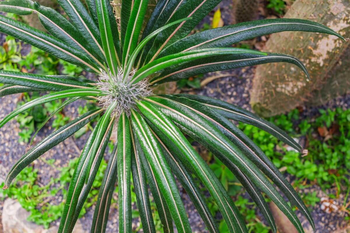 Top-down view of a Madagascar Palm with long, slender, dark green leaves radiating from a central point.