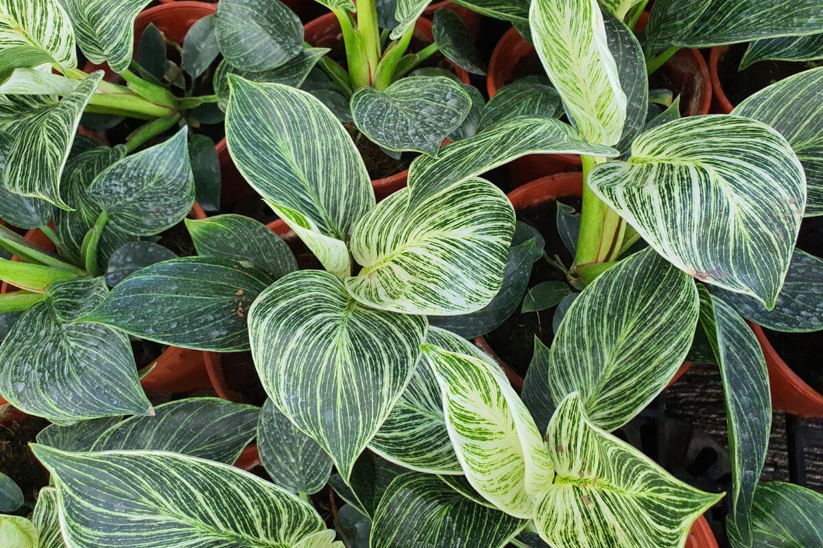 A collection of potted philodendron birkin plants with striking green leaves featuring white and light green variegated patterns.