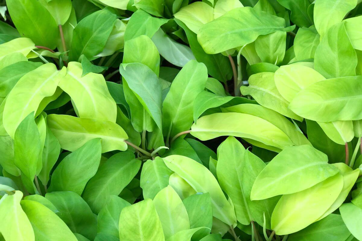 A close-up view of numerous vibrant philodendron lemon lime leaves, featuring various shades from light to dark green.