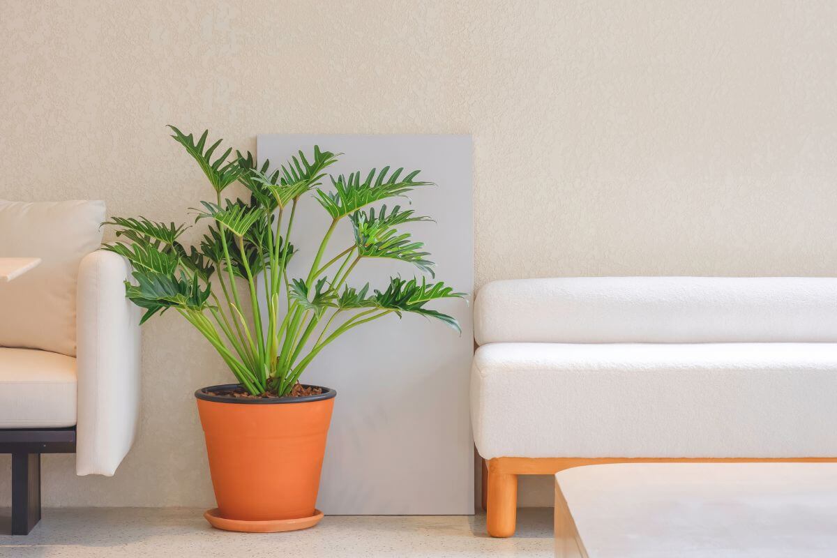 A potted Thaumatophyllum Xanadu with large, lush leaves is placed between the two pieces of furniture.