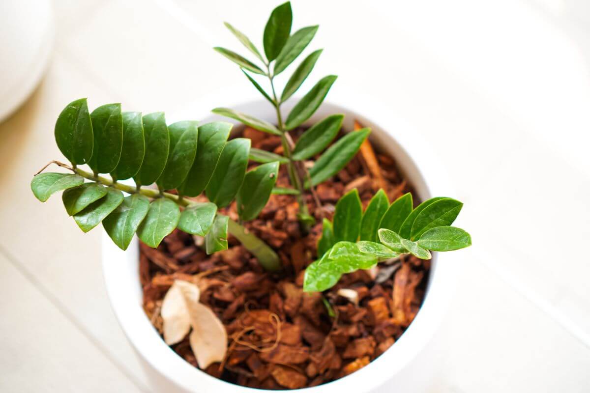 A close-up image of a potted ZZ plant, with glossy green leaves.