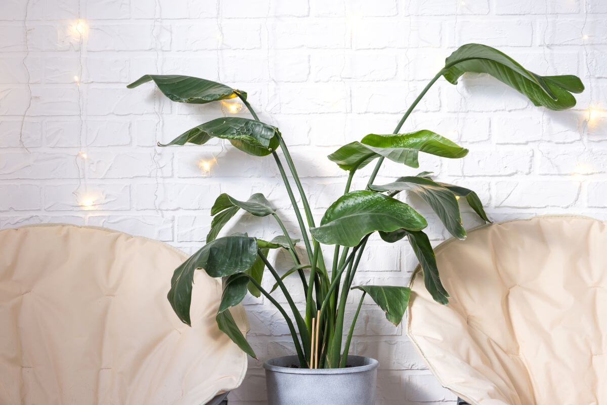 A White Bird of Paradise with broad green leaves is positioned in front of a white brick wall. 
