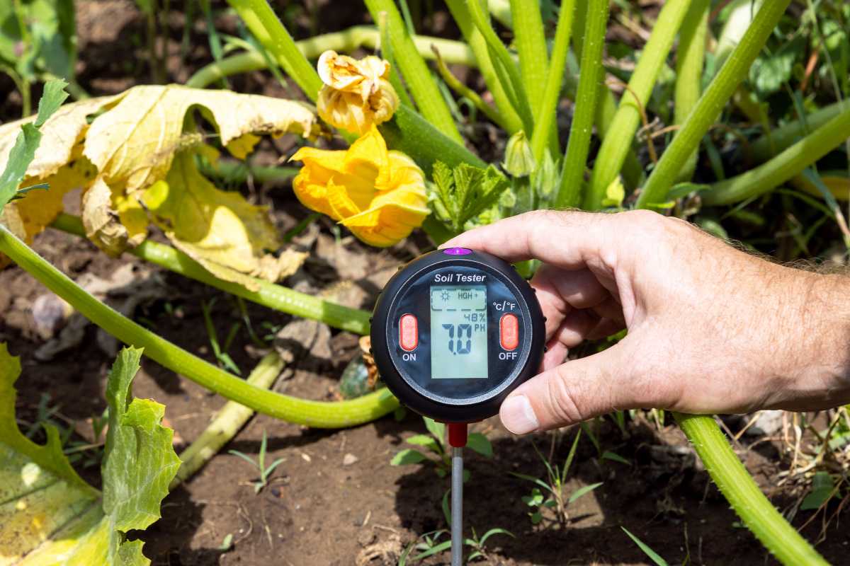 A hand holding a digital soil tester in a garden, displaying a temperature of 70°F alongside yellow zucchini blossoms and green leaves. 