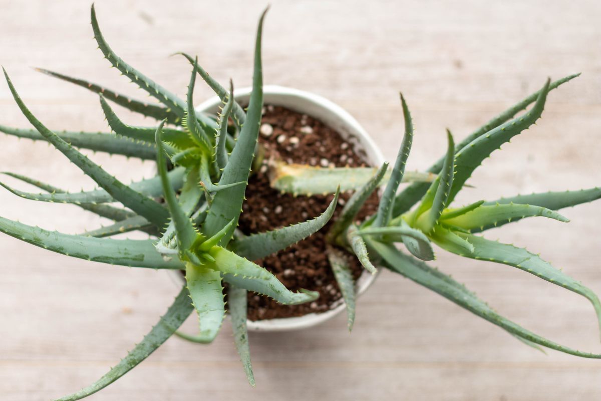 Top view of a white pot containing multiple leggy aloe vera plants. The fleshy green leaves are spiky and extend outward in various directions. 