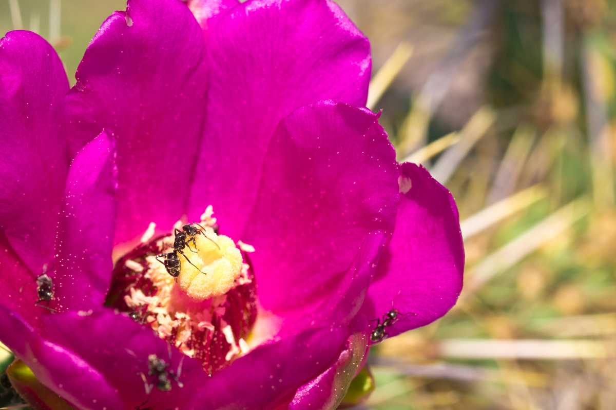 A pink cactus flower in bloom with ants crawling on its yellow center.