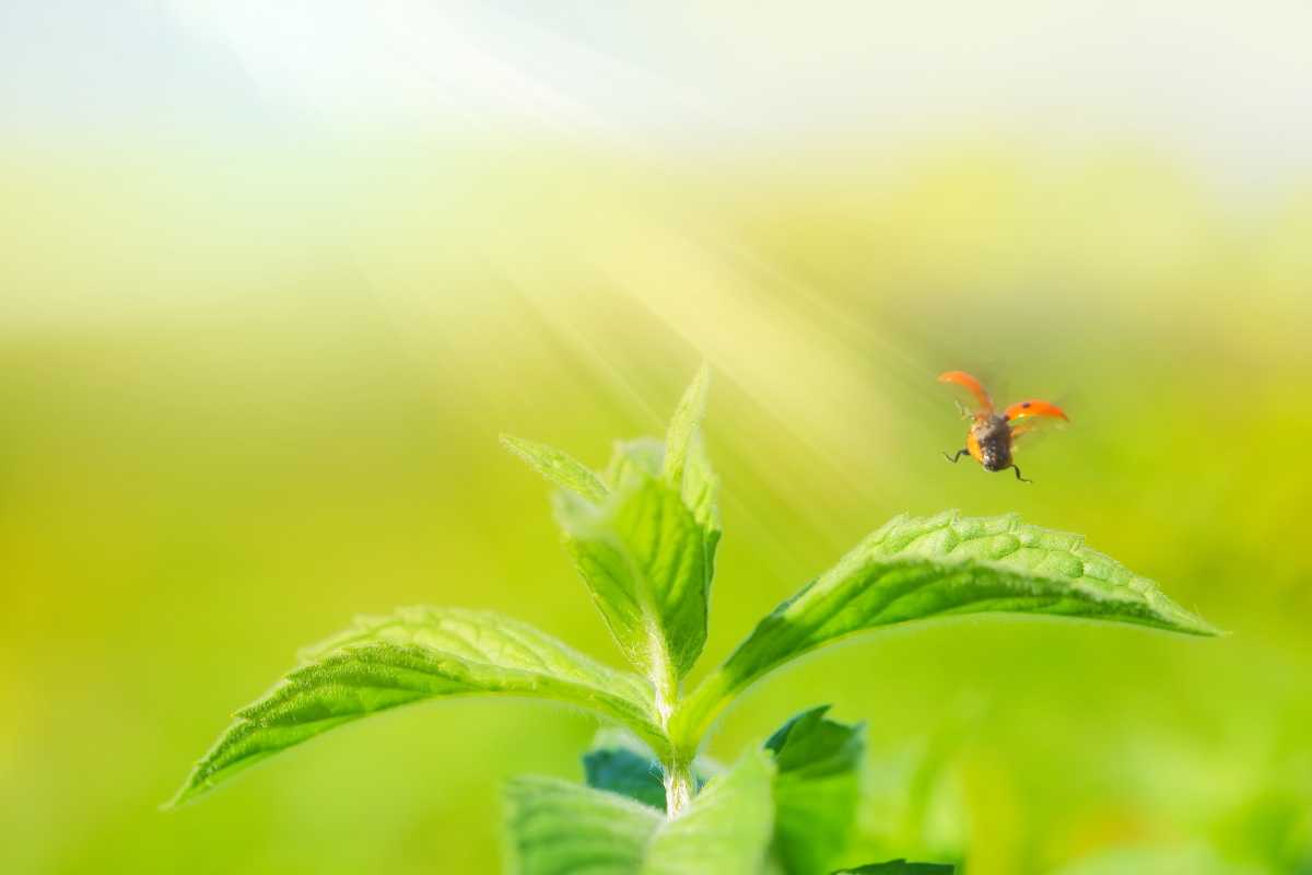 A ladybug hovers with open wings above a vibrant green plant, bathed in soft sunlight.