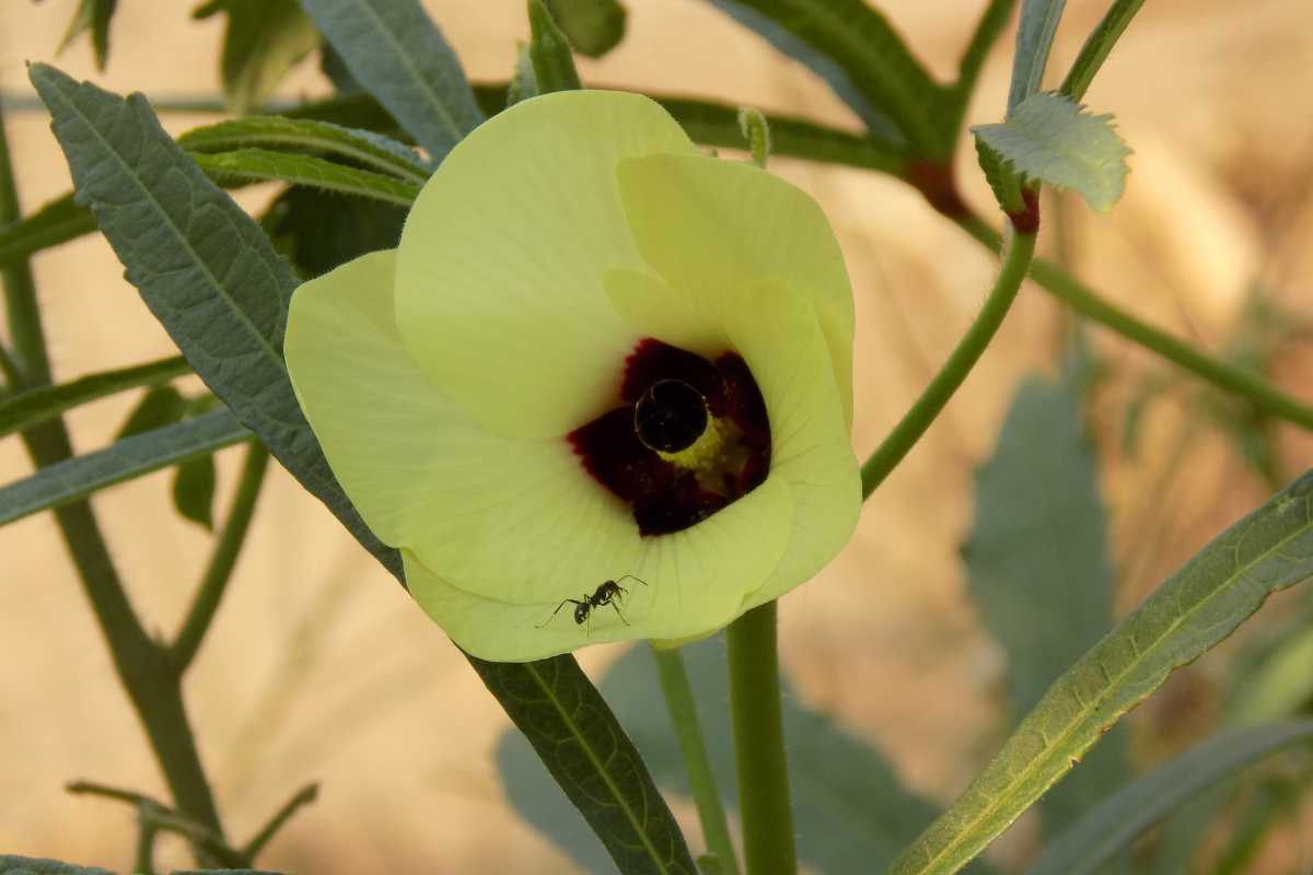 An okra flower with a dark center blooming among green leaves and an ant is crawling on one of the flower's petals. 