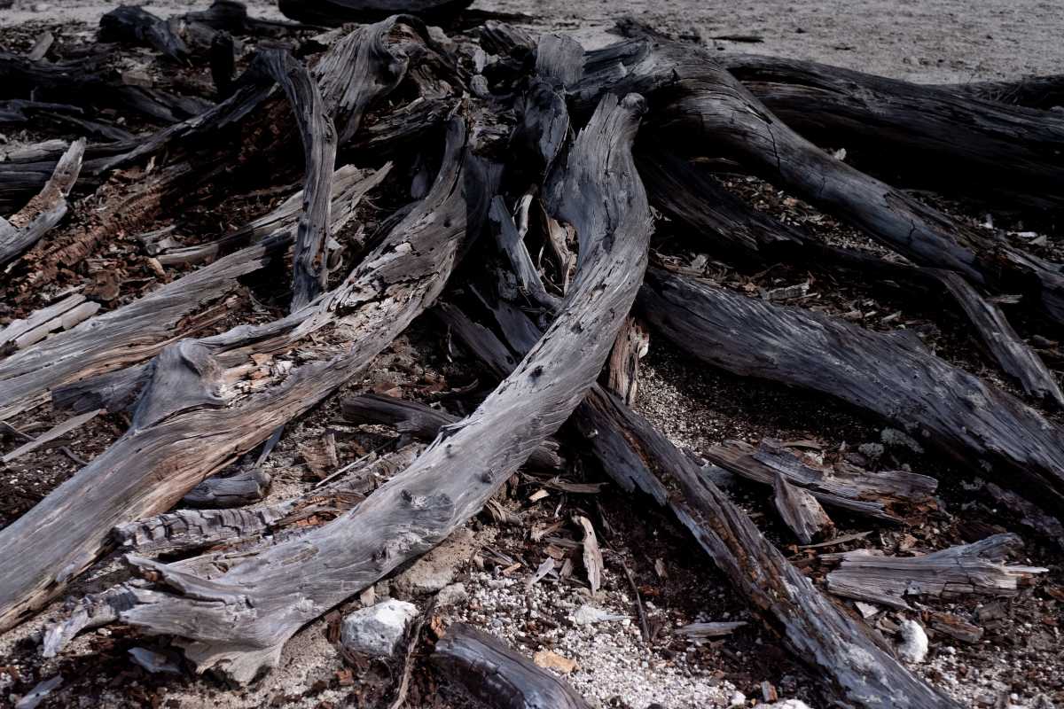 Weathered, gray tree roots spreads out across a dry, rocky ground. The roots are gnarled and twisted, with a rough, aged texture..