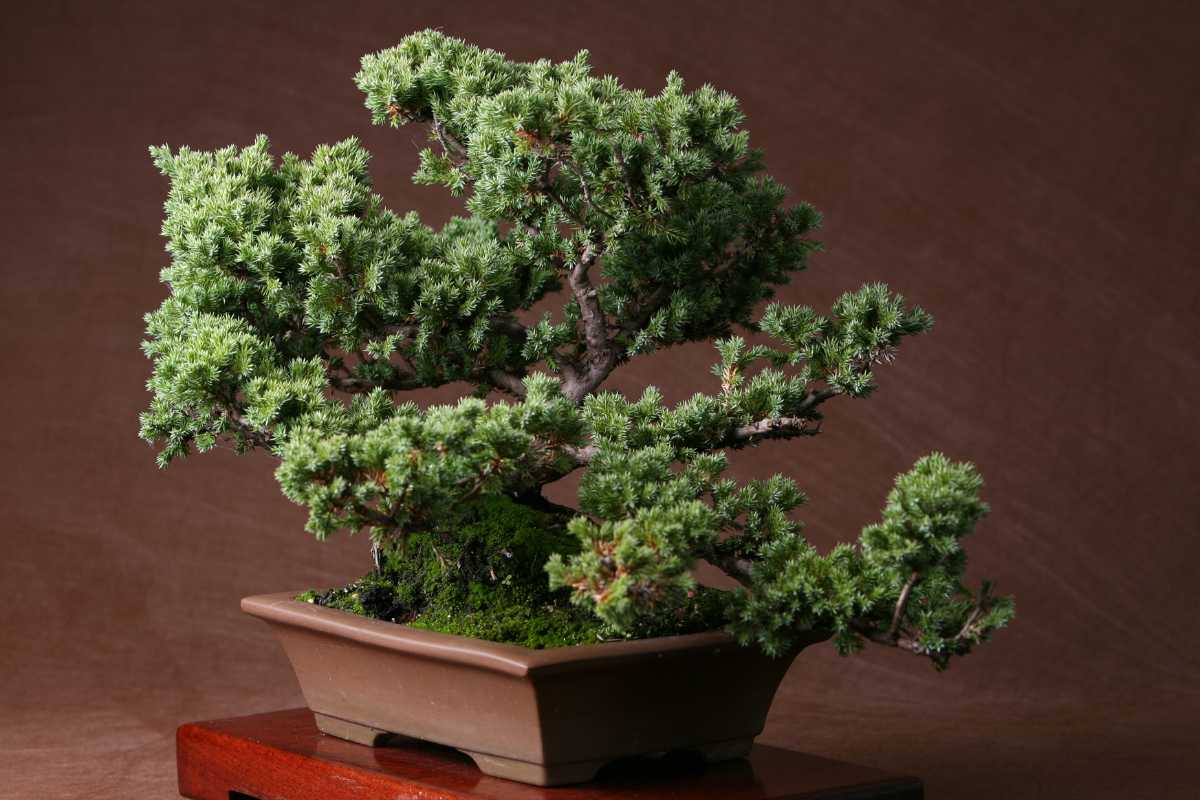 A meticulously pruned juniper bonsai tree with dense green foliage in a rectangular, shallow, brown ceramic pot sits on a wooden stand. 