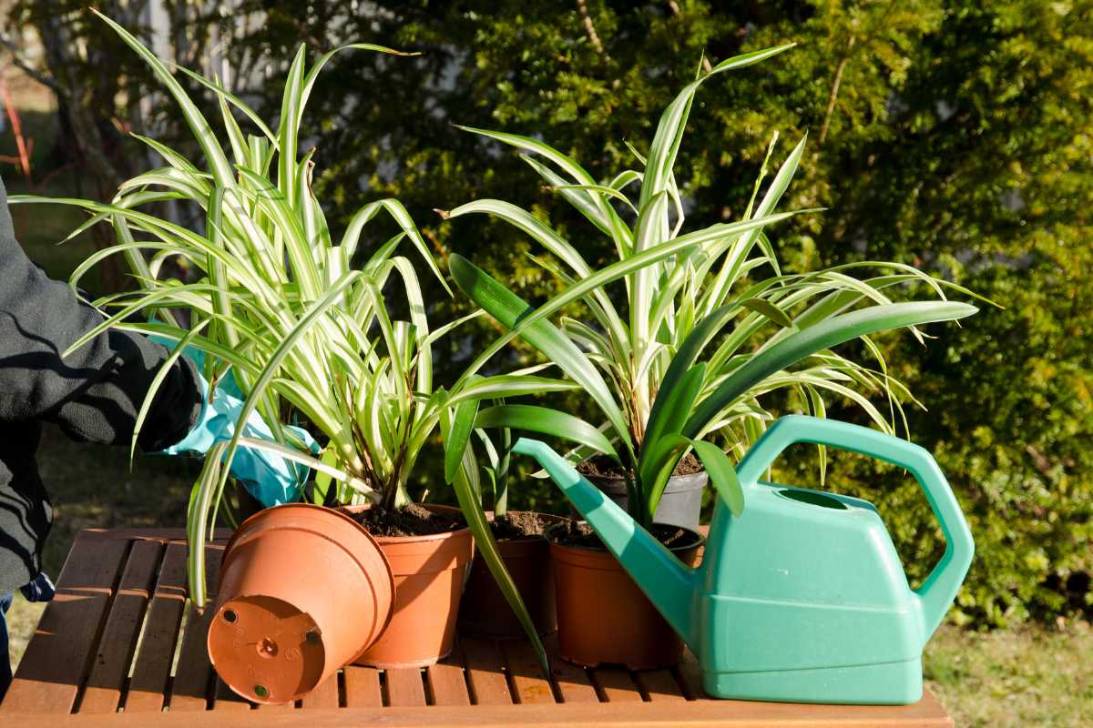 Three potted spider plants sit on a wooden table in an outdoor setting.