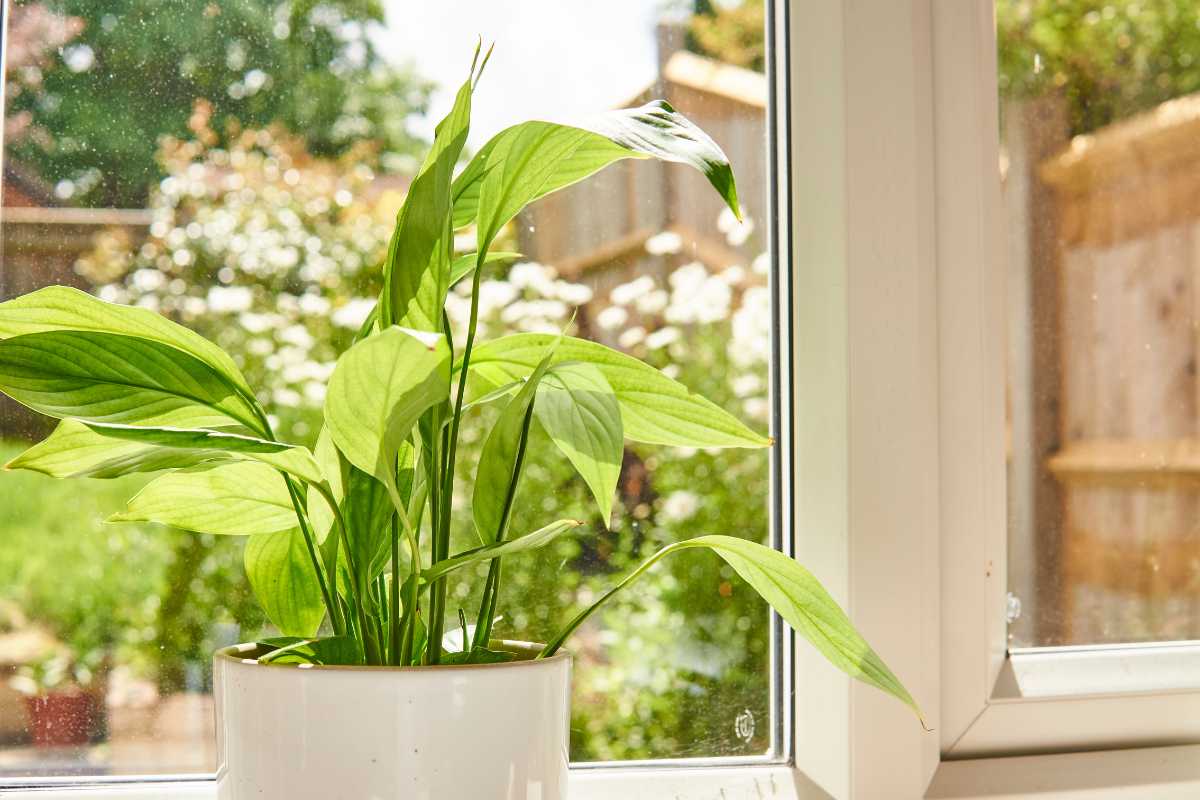 A potted peace lily plant with vibrant green leaves and slightly drooping stems sits on a windowsill.