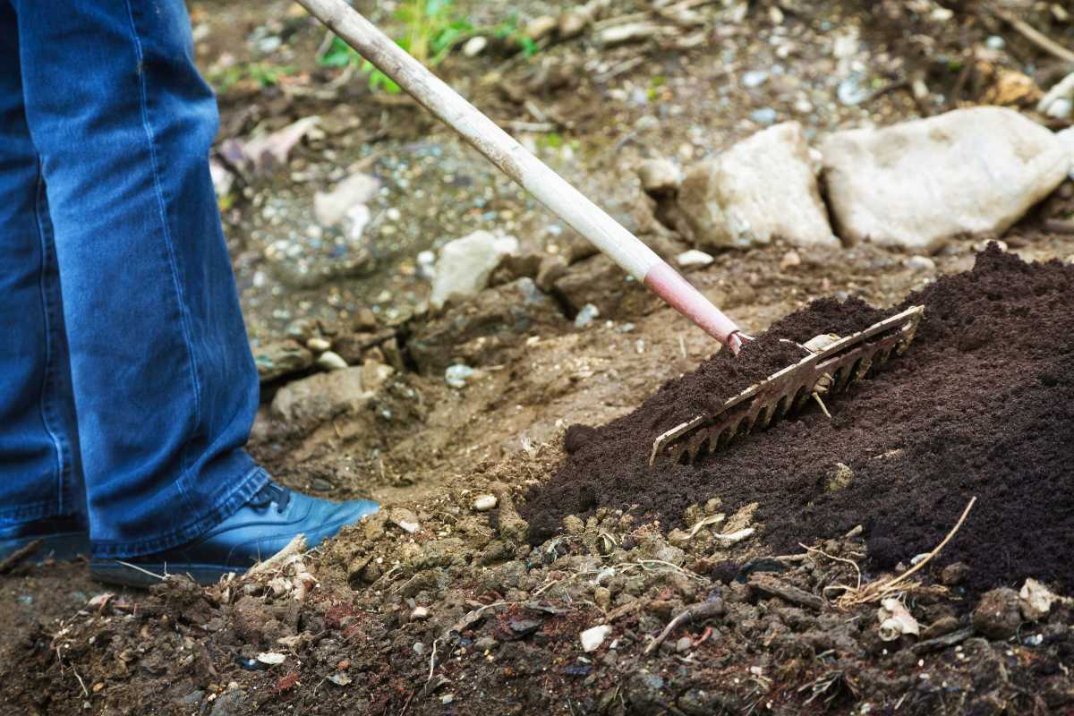 A person wearing blue jeans and dark shoes stands in a garden, using a rake to spread topsoil. 