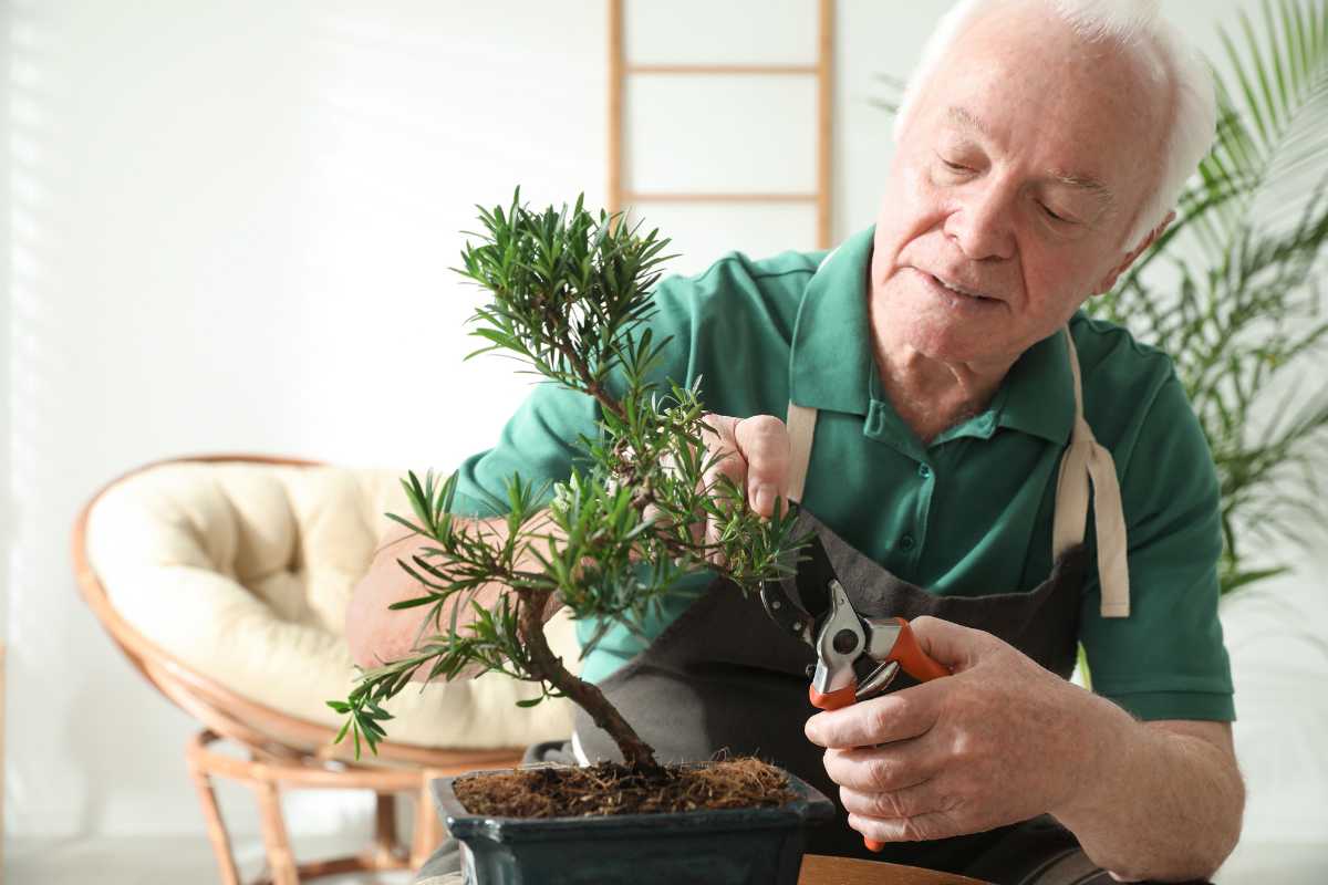 An elderly man with white hair, wearing a green shirt and apron, carefully trims a bonsai tree with pruning shears. He is seated indoors in a comfortable-looking chair with another houseplant in the background. 