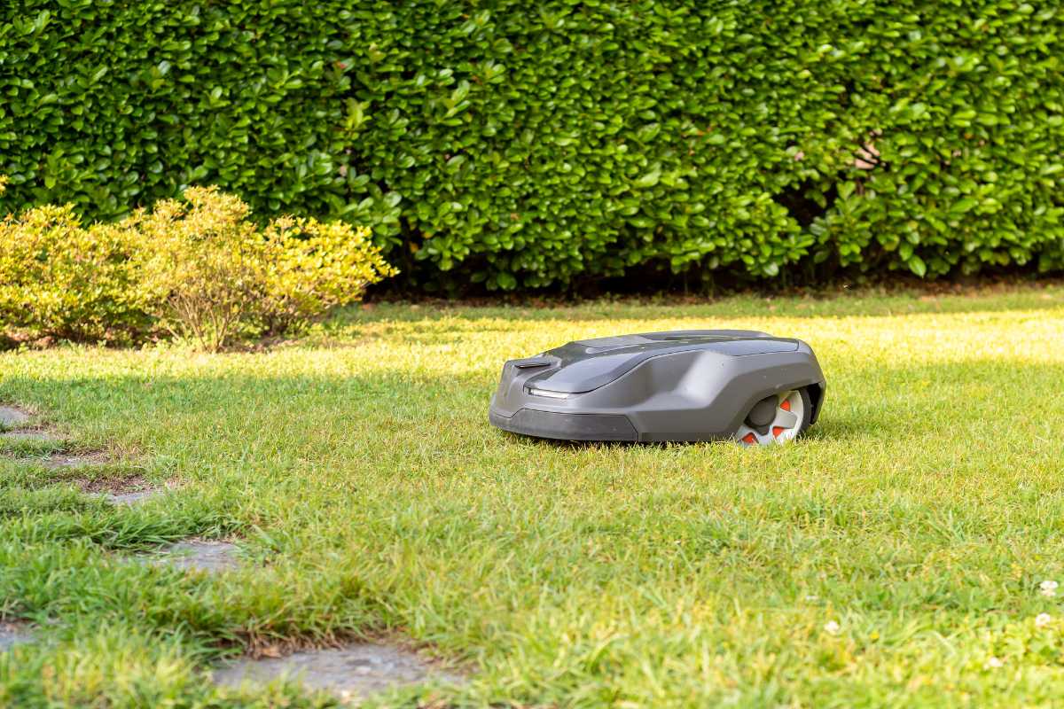 A small, black robotic lawn mower on a neatly cut grass lawn, with a hedge and bushes in the background. 