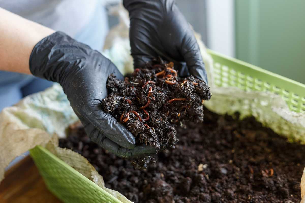 Person wearing black gloves holds a handful of dark soil with red worms over a green bin filled with worm compost in the winter. 