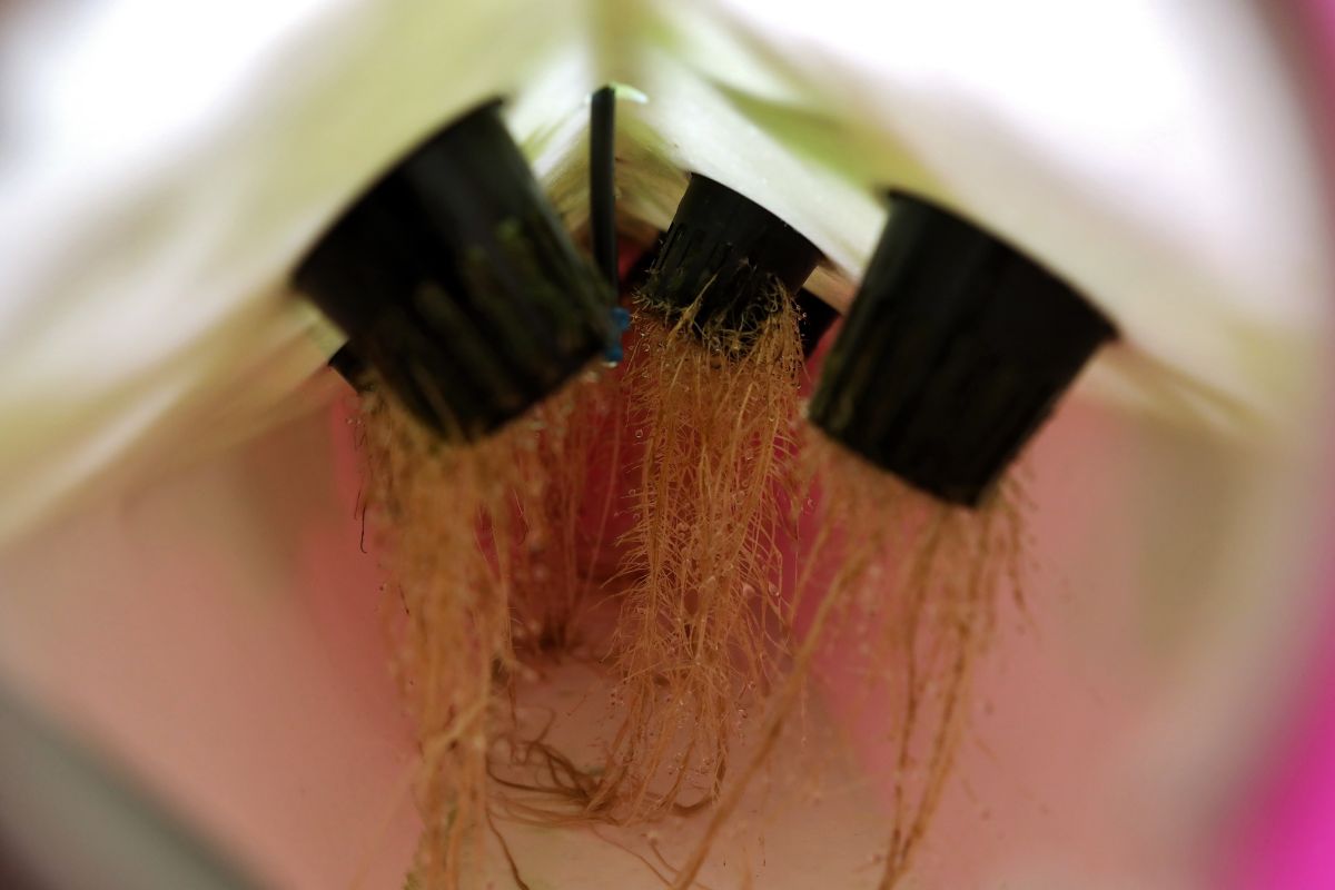 Close-up of aeroponic plants with visible root systems suspended in air under black net pots. 