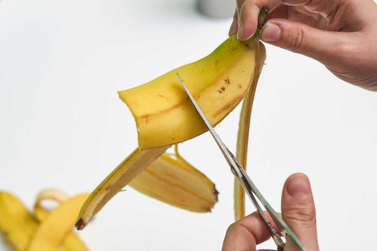 A person using scissors to cut the peel of a partially sliced banana. The banana is held by one hand, while the other hand handles the scissors.