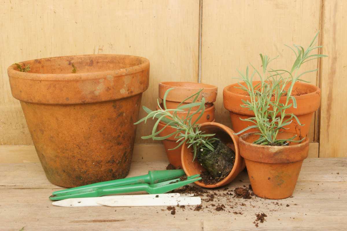 A variety of small plants in different sizes of unglazed terracotta pots, some upright, others tipped over, sit on a wooden surface. A pair of green and white garden tools lie beside the pots, with soil—enhanced by use worm castings—scattered around them. The background is a wooden wall.