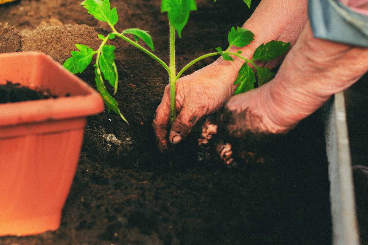 A person’s hands planting a small green plant in soil enriched with worm castings. 