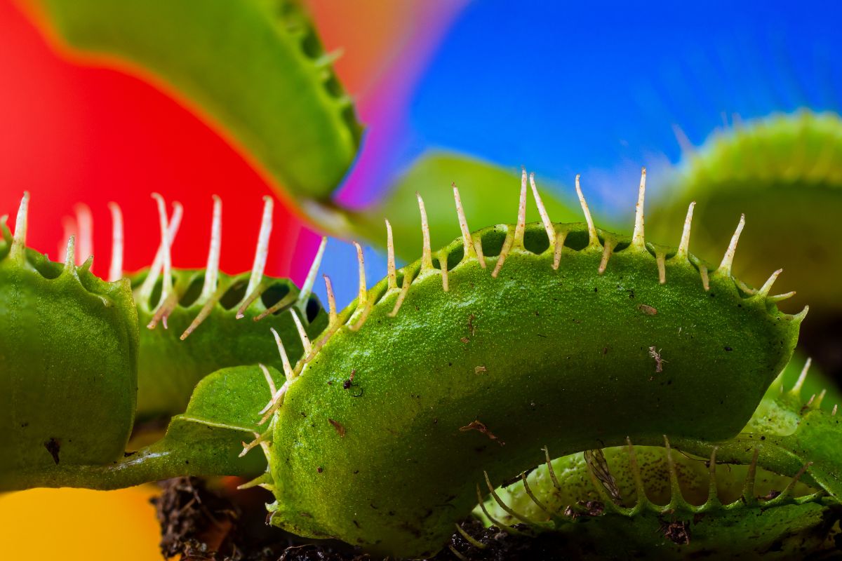 Close-up photo of a Venus flytrap plant with its green, spiked lobes open against a vibrant, multi-colored background.