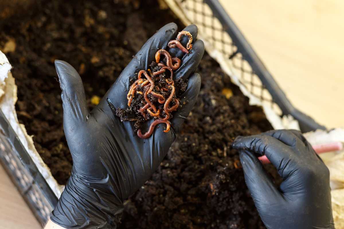 A person wearing black gloves holds a handful of wriggling earthworms with soil in their palm, next to a bin filled with vermicompost and more earthworms. 