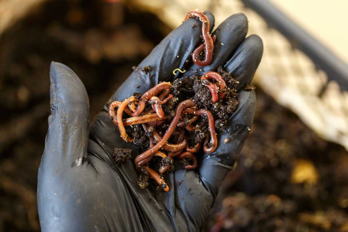 A gloved hand holds a handful of soil filled with numerous earthworms. The glove is black, and the background shows a blurry environment, 