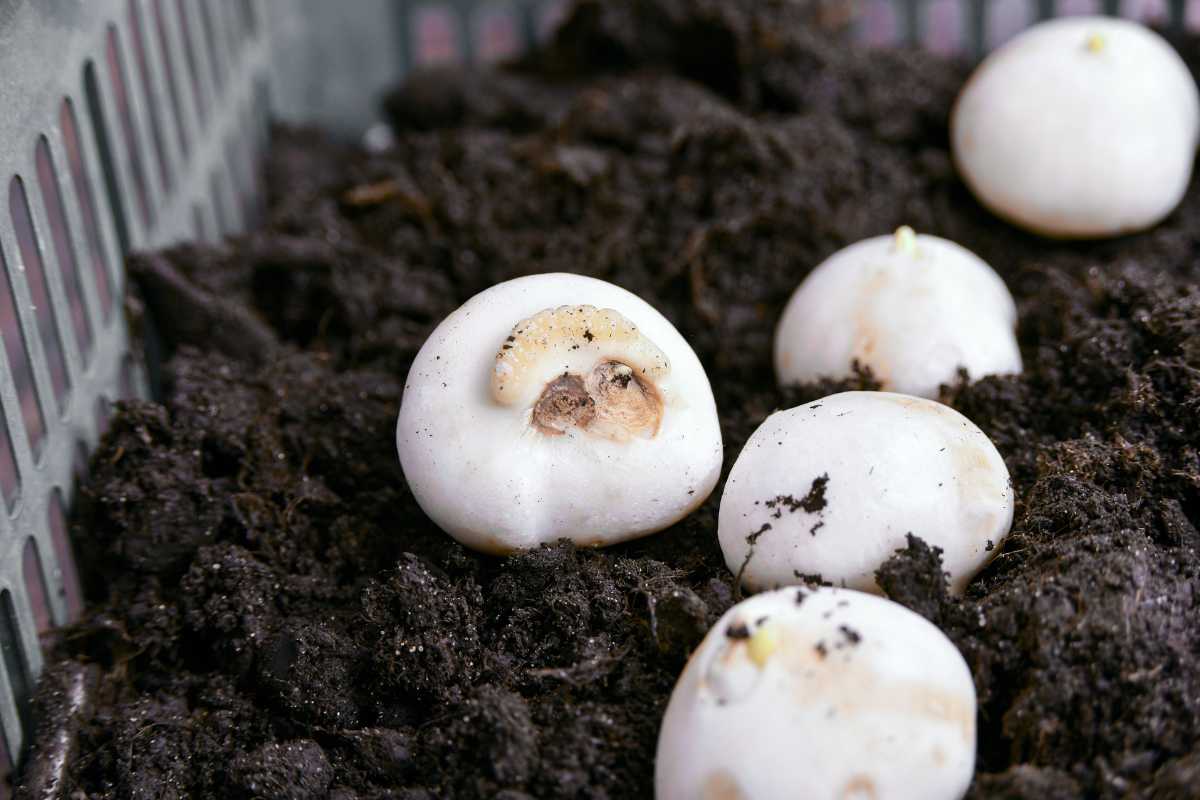 White mushrooms sprouting from rich, dark soil within a container. 