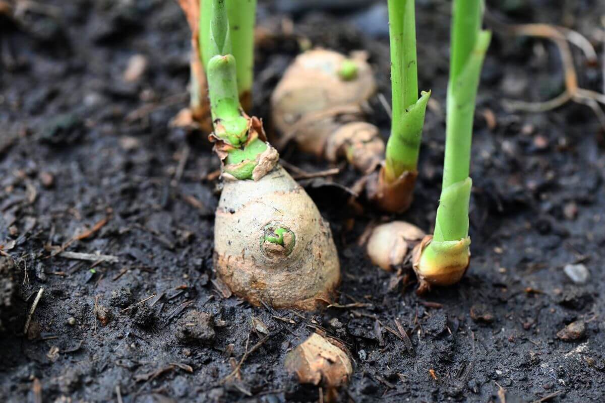 Close-up of ginger roots partially embedded in dark, moist soil.