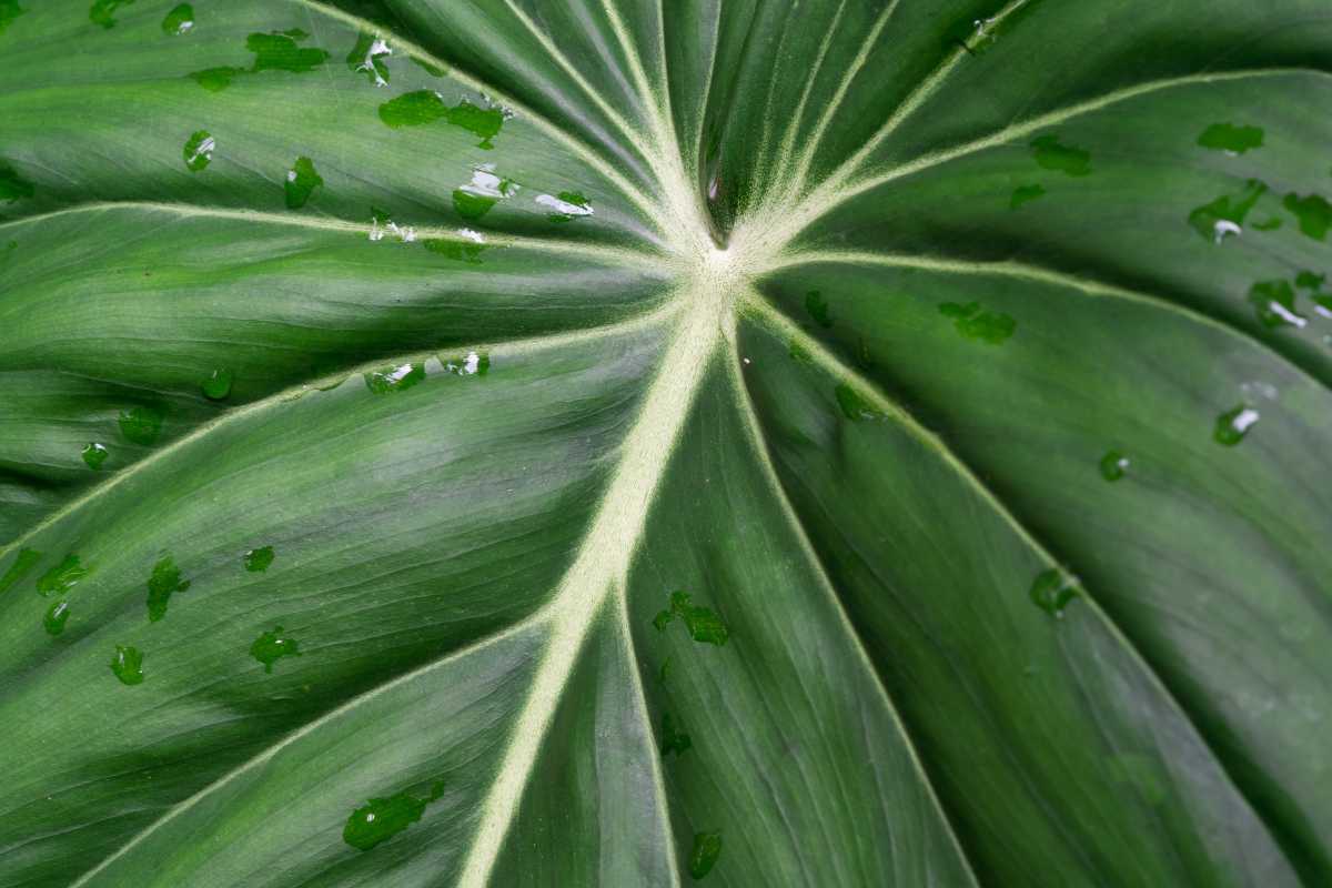 A Philodendron McDowell leaf with visible veins and dew drops scattered across its surface. 