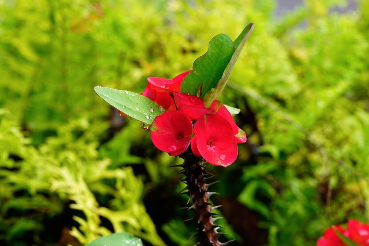 Close-up of a spiky stemmed crown of thorns plant with vibrant red flowers and water droplets on its green leaves.