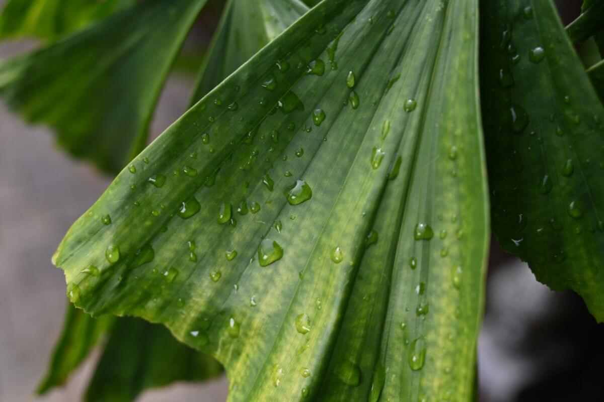 Close-up shot of large green fishtail palm leaves with water droplets scattered across their surfaces.