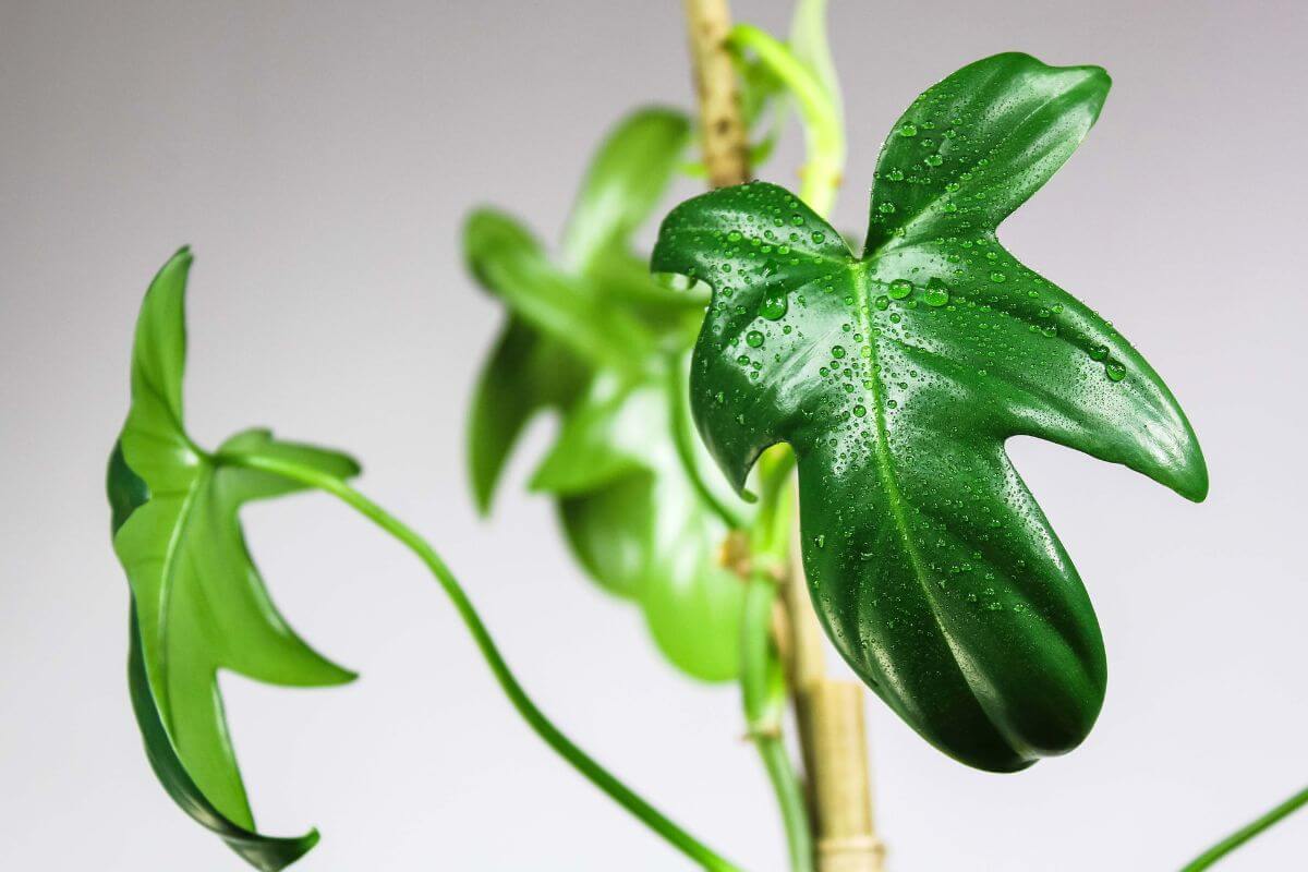 Close-up of a vibrant green split-leaf philodendron with water droplets on its glossy, distinctly lobed leaves, set against a soft gray background.