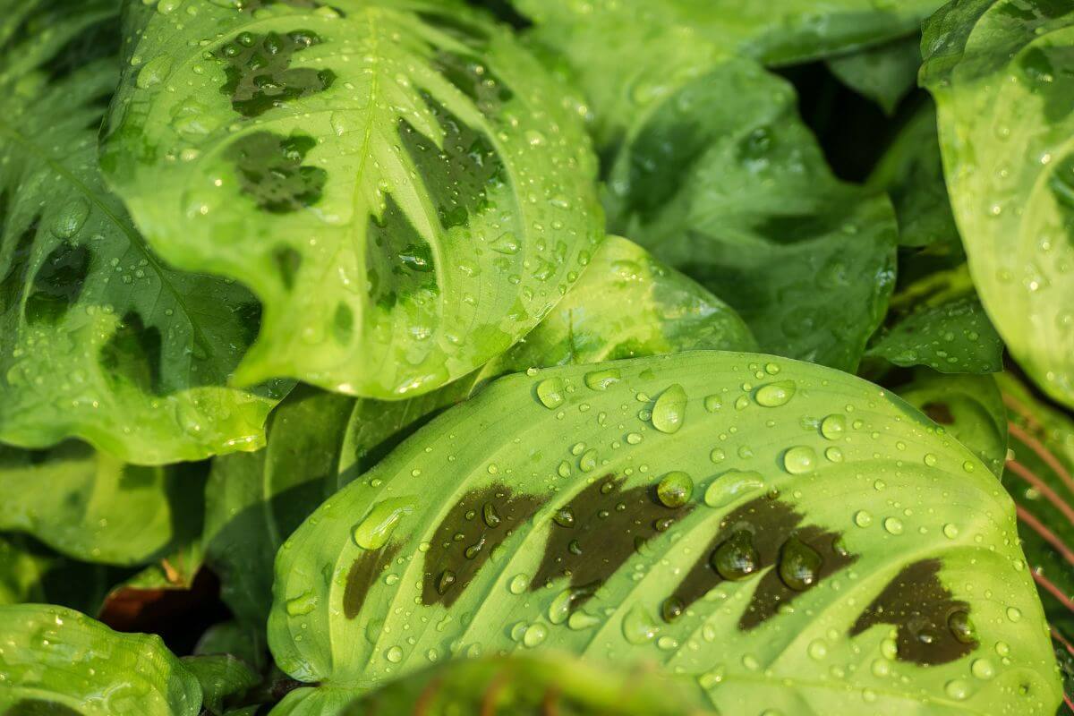 Close-up image of vibrant green prayer plant leaves with water droplets on their surface.