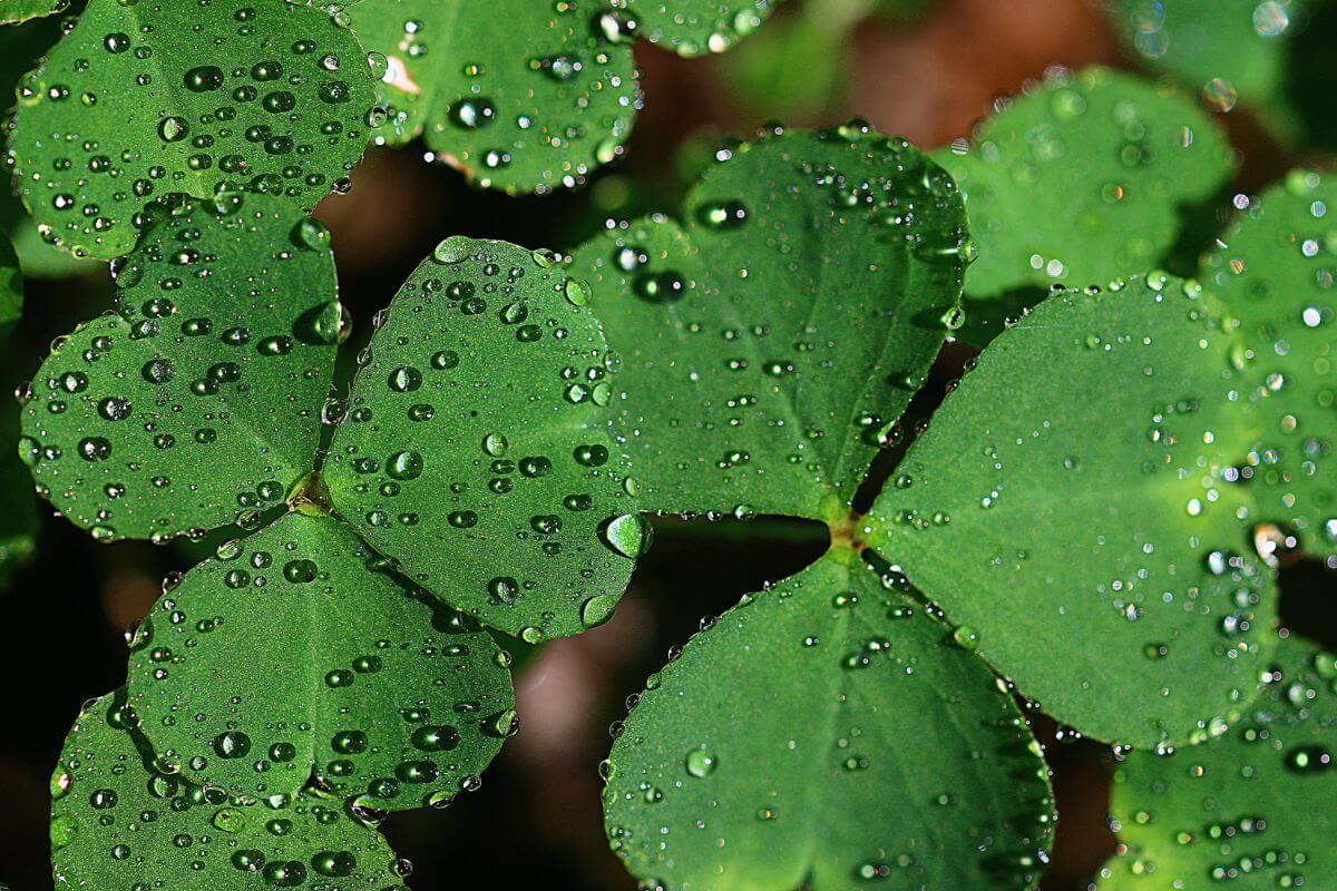 Close-up of a vibrant shamrock plant covered in numerous water droplets.